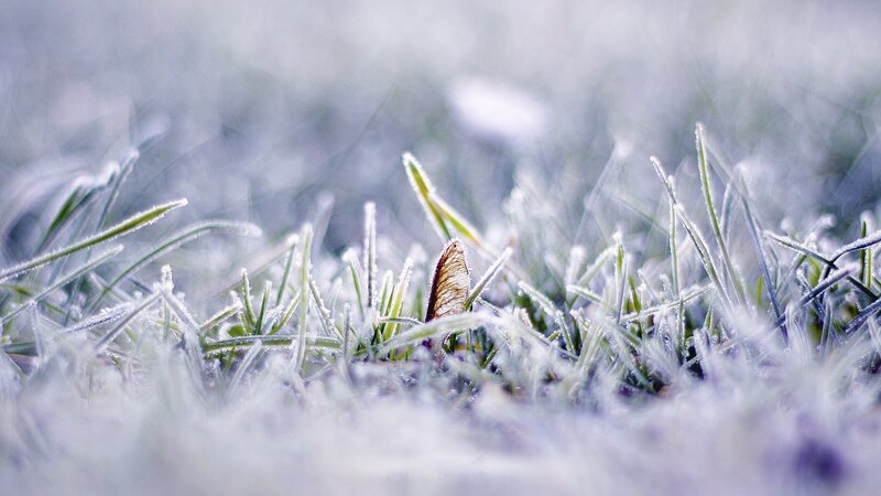 Frost-covered grass in morning light