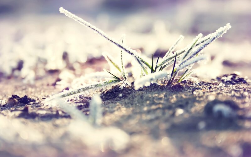 Frost-covered grass in morning light