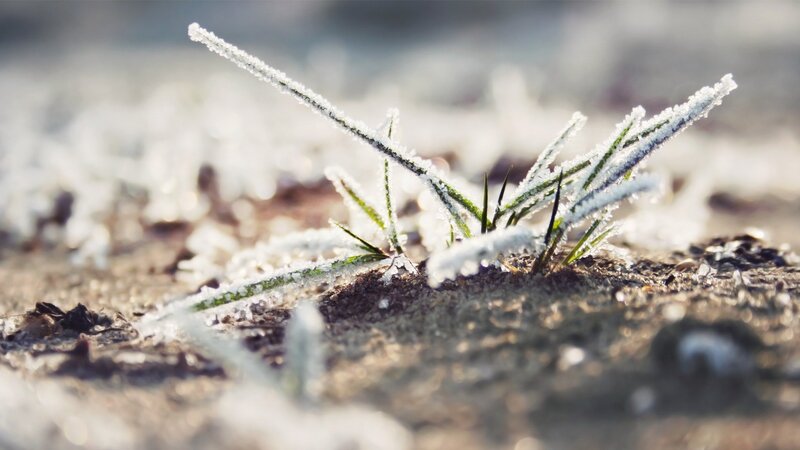 Frost-covered grass in morning light