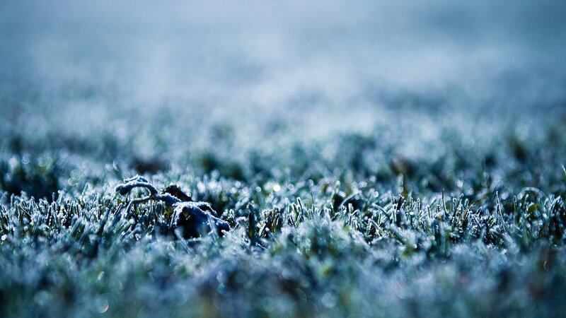 frost-covered grass in morning light