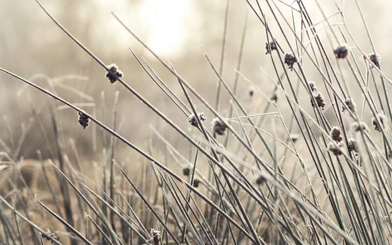 frost-covered grass in morning light