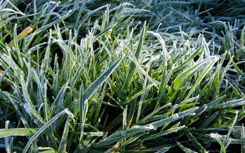 frost-covered grass in morning light