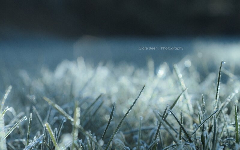 Frost-covered grass in morning light