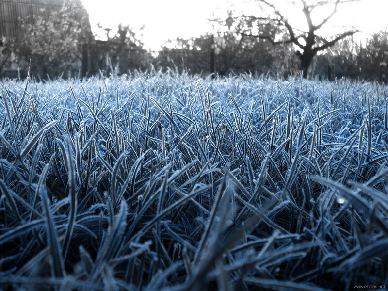 Frost-covered grass in morning light