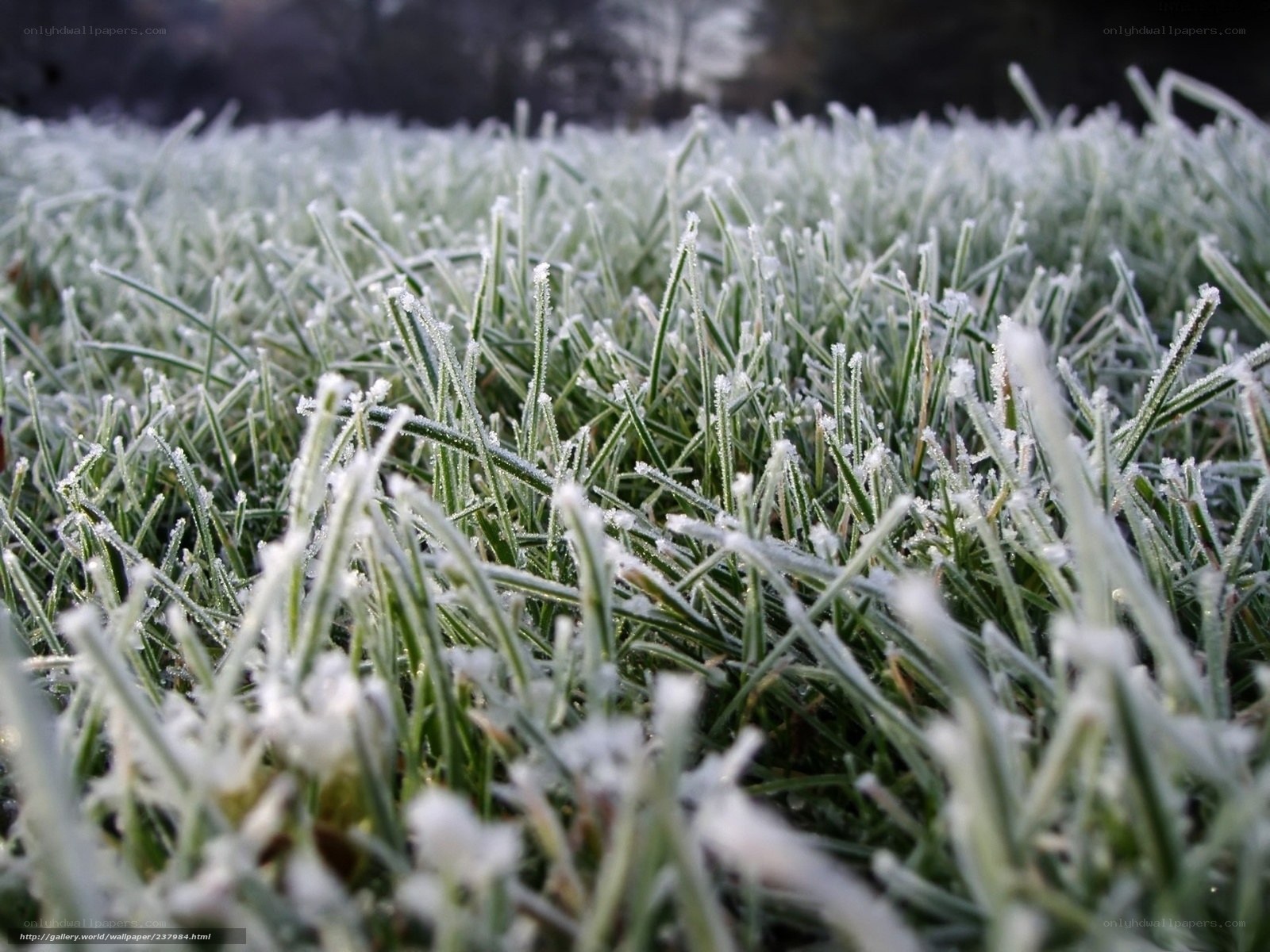 Frost-covered grass in morning light
