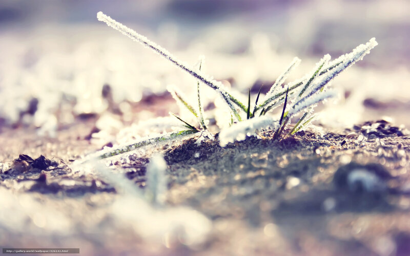 Frost-covered grass in morning light