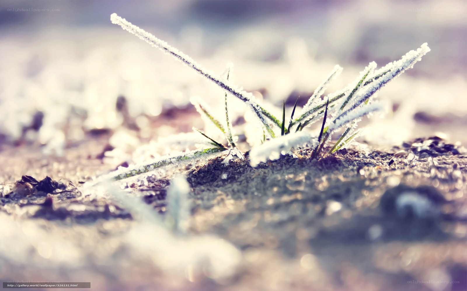 Frost-covered grass in morning light