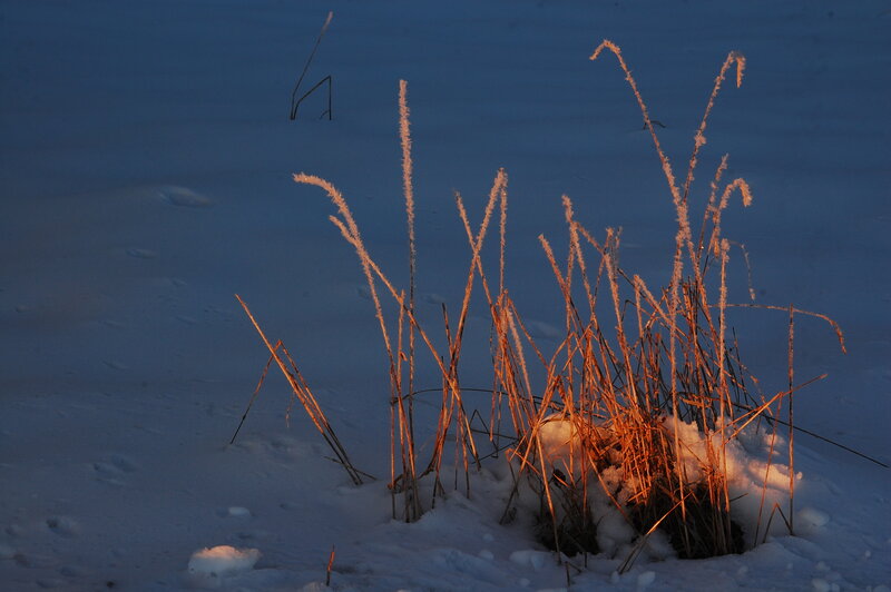 Frost-covered Grass in Snow