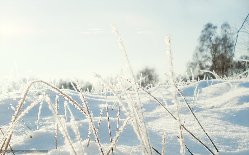Frost-covered Grass in Snow — White