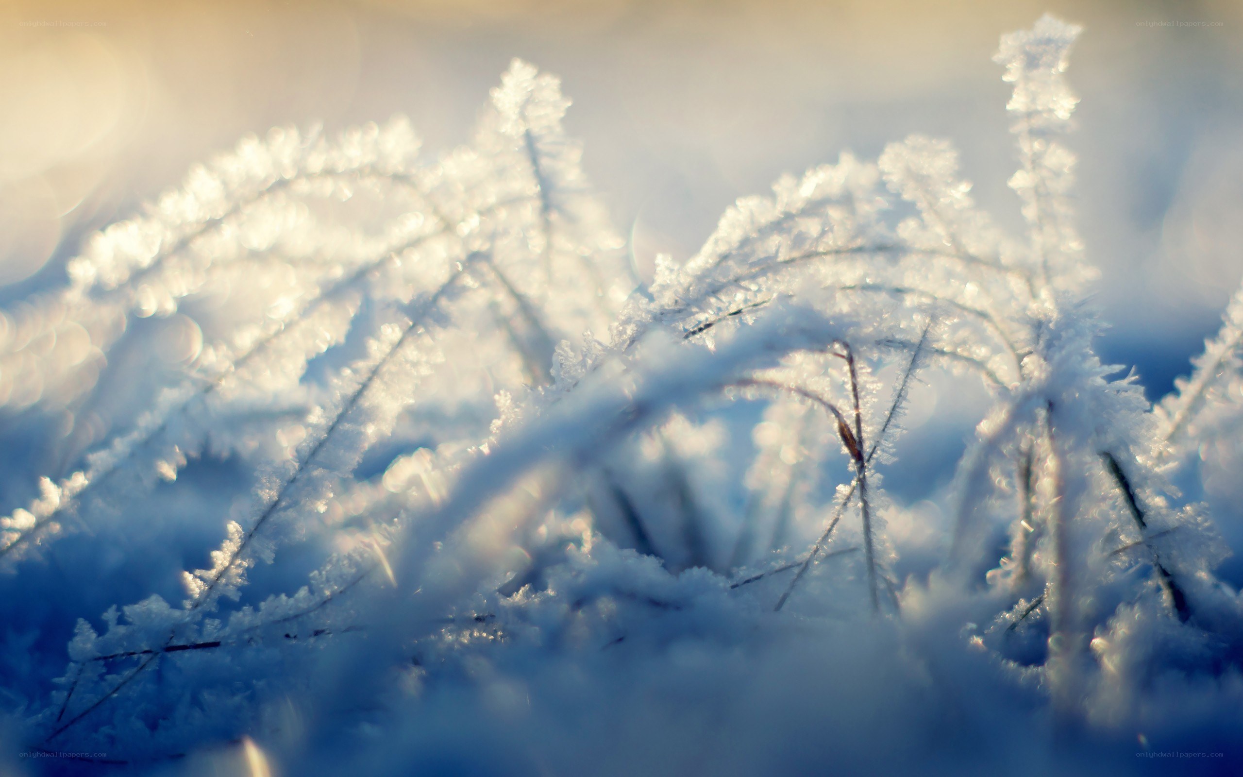 frost-covered grass in sunlight