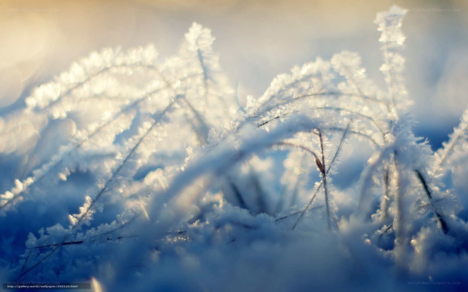 Frost-covered grass in sunlight
