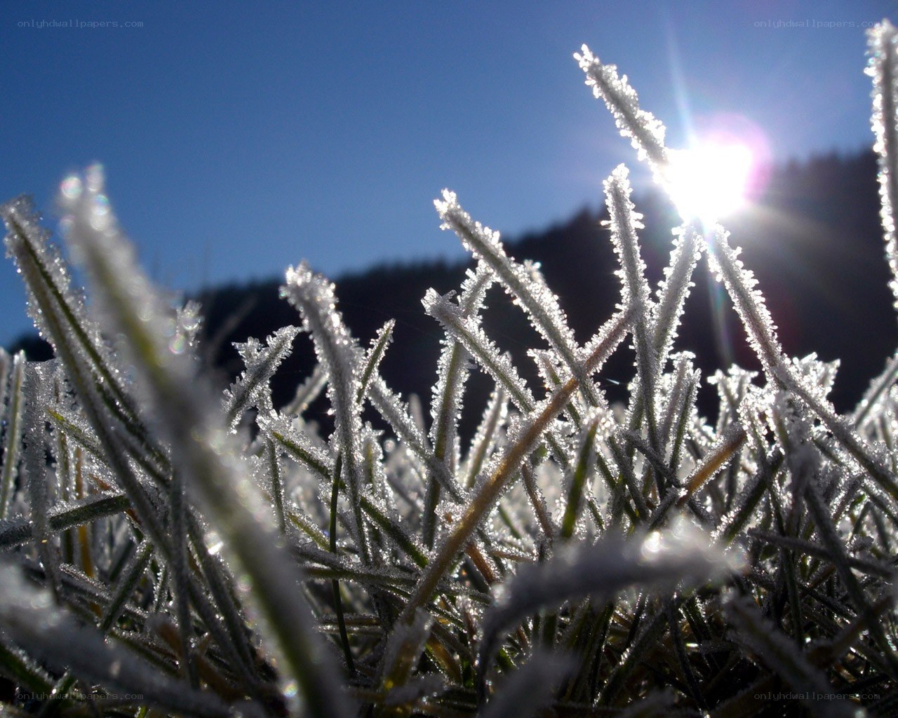 Frost-covered grass in sunlight