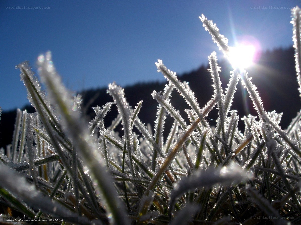 Frost-covered grass in sunlight