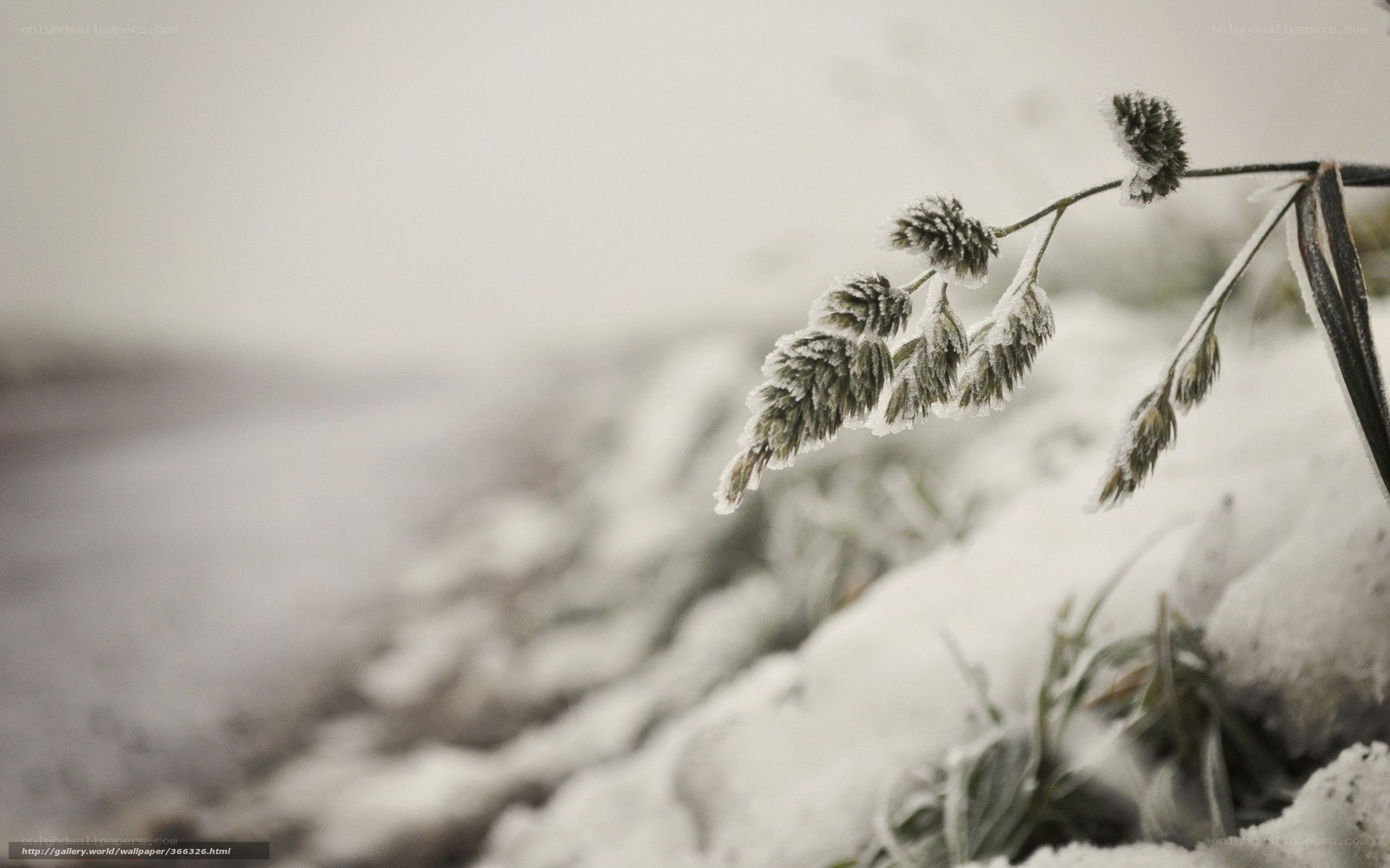 frost-covered grass in winter