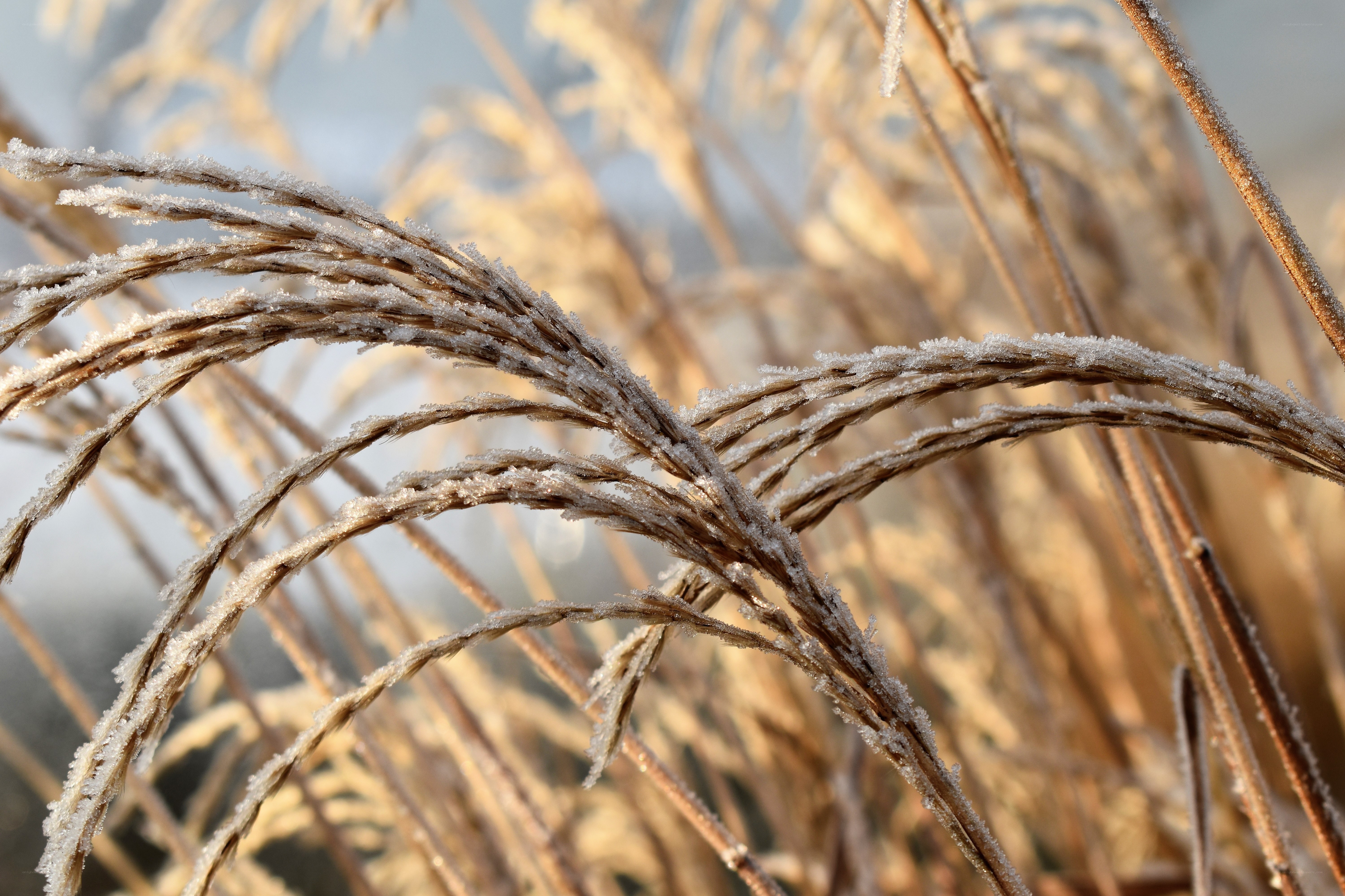 Frost-covered grass in winter