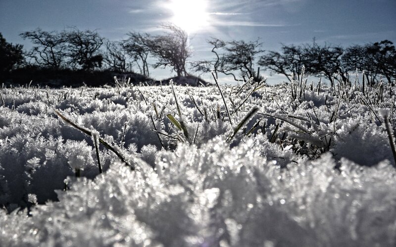 Frost-covered grass in winter