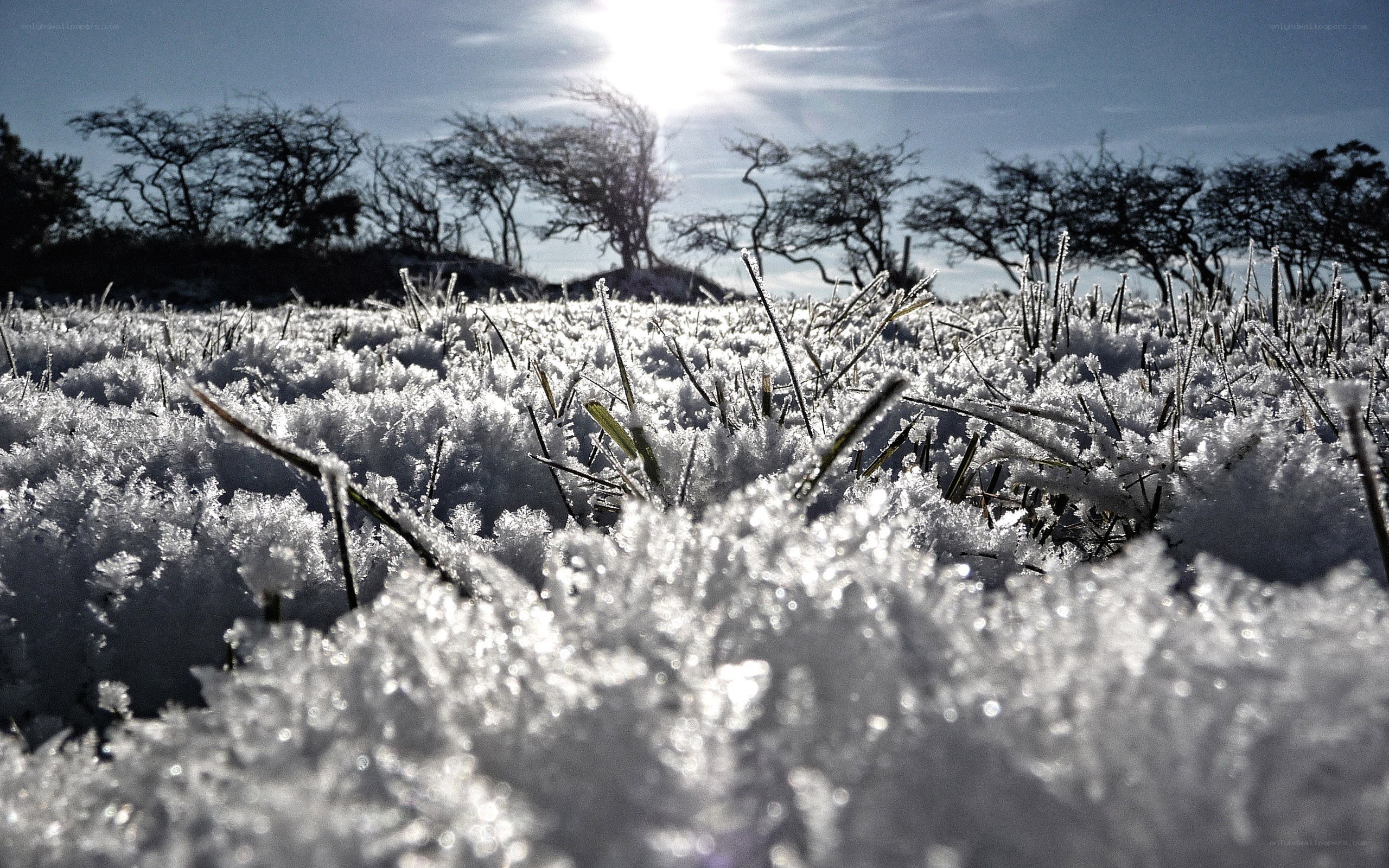 Frost-covered grass in winter