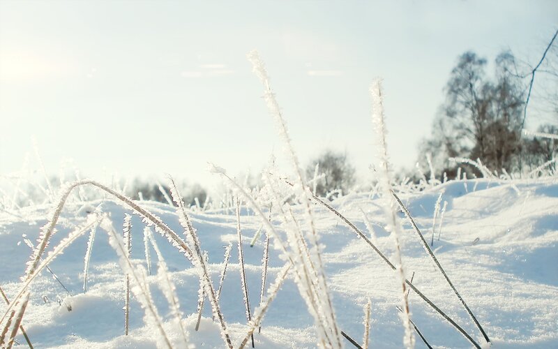 frost-covered grass in winter