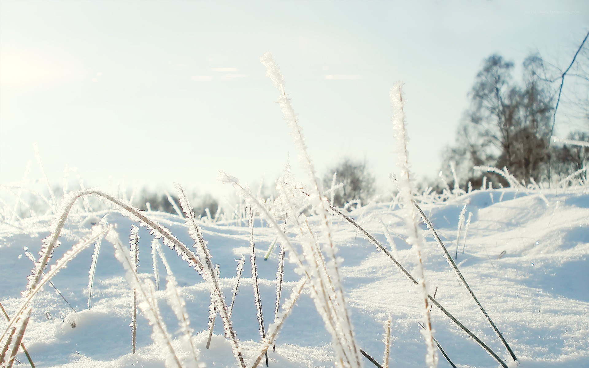 frost-covered grass in winter