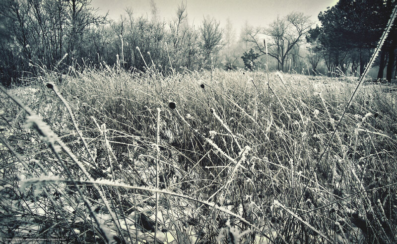 Frost-covered grass in winter