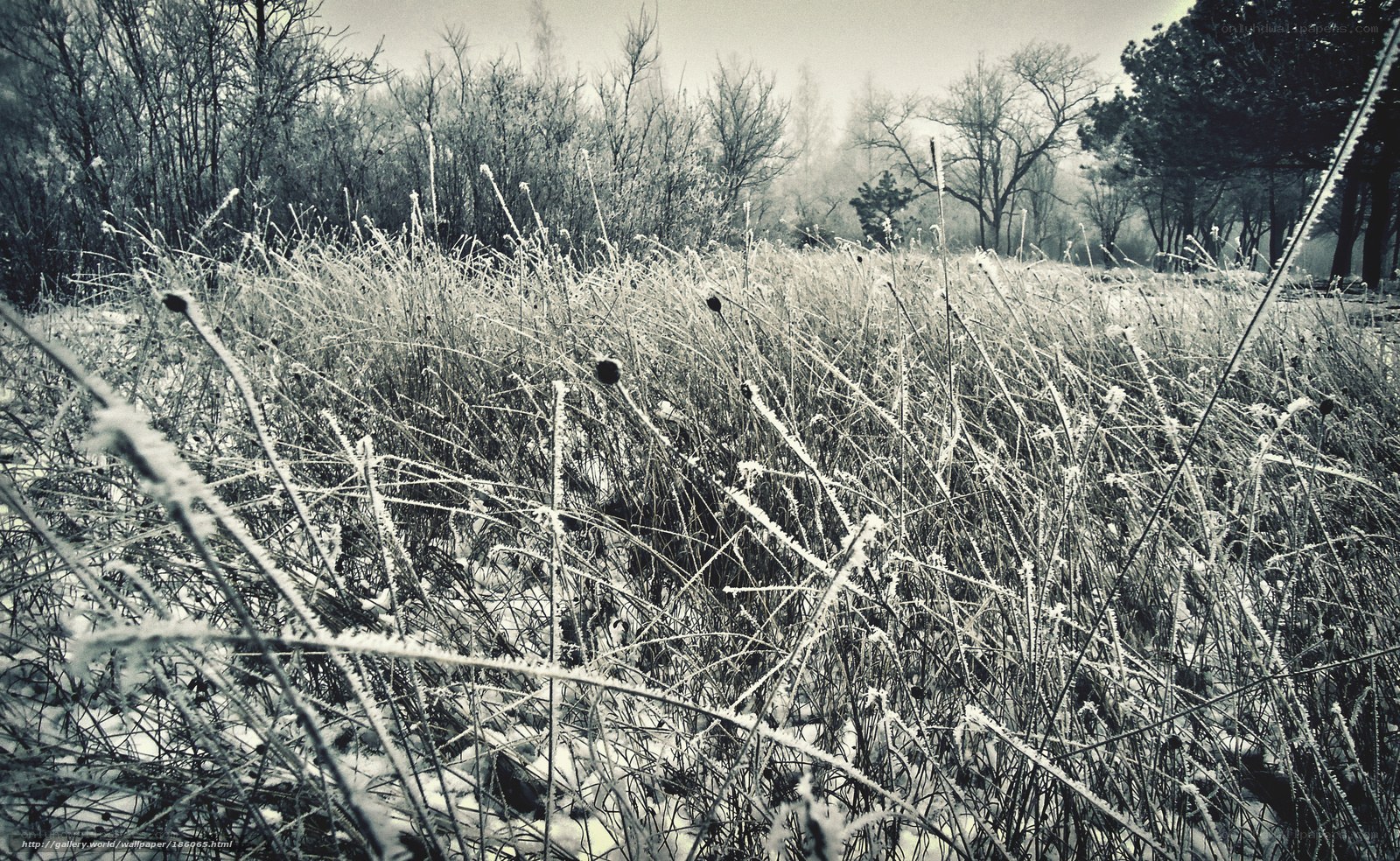 Frost-covered grass in winter