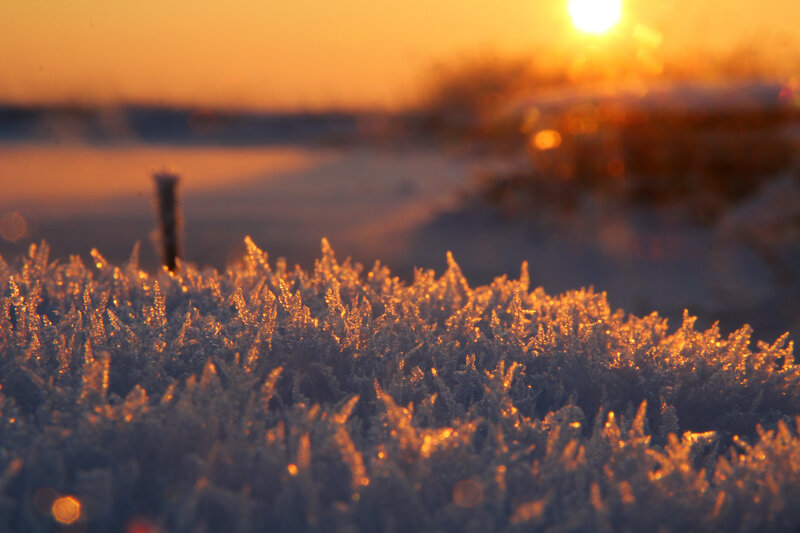 Frost-covered Grass — Orange