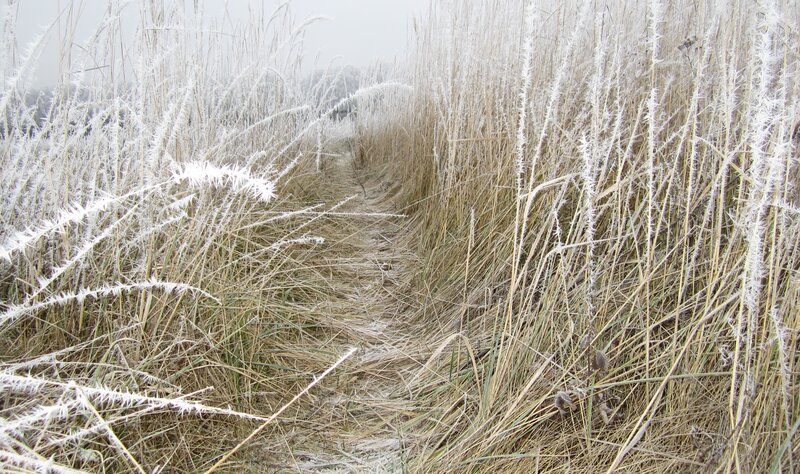 Frost-covered Grass Path — White