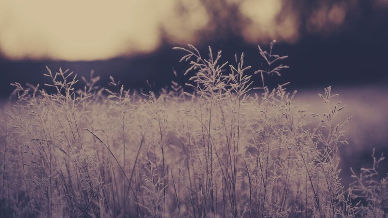 Frost-covered Grass — Purple, Serene