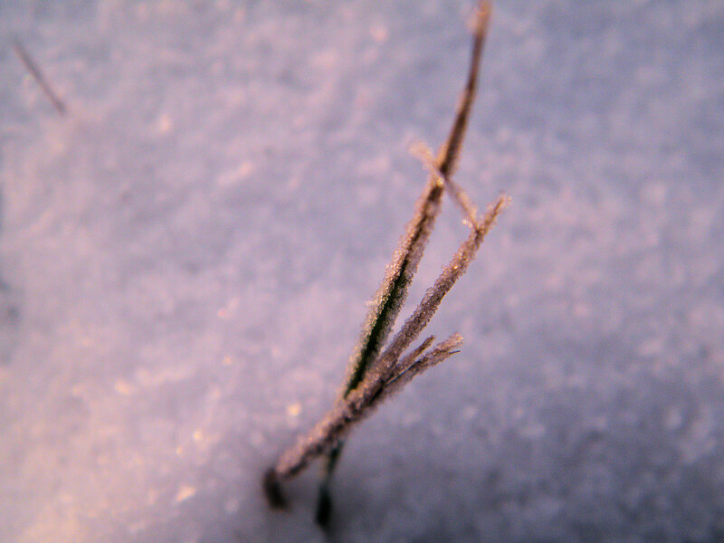 Frost-covered Grass — Purple