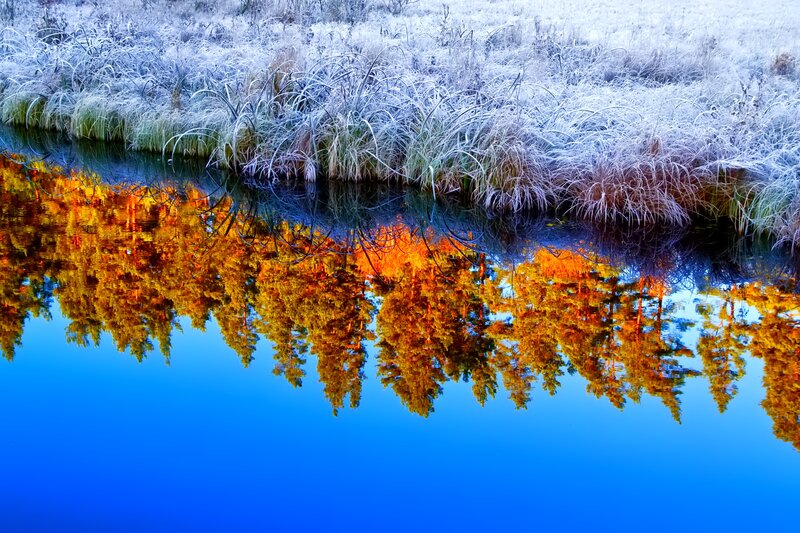 Frost-covered Grass Reflection