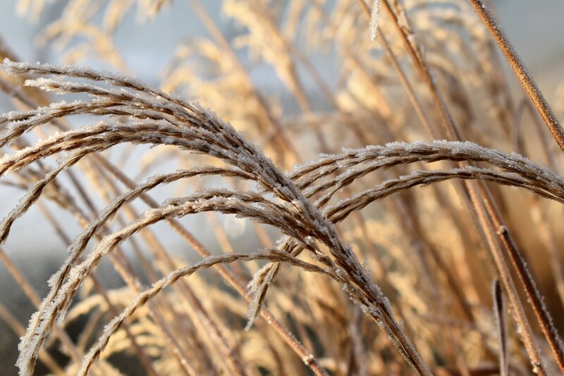 Frost-covered Grass Stems — Brown