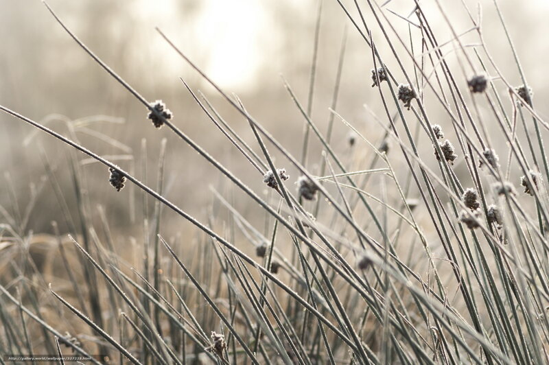 Frost-covered Grass Stems