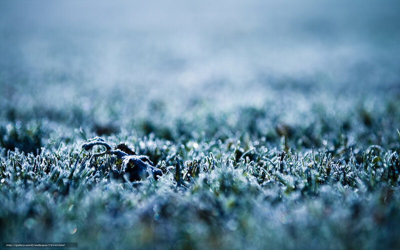 Frost-covered Grass
