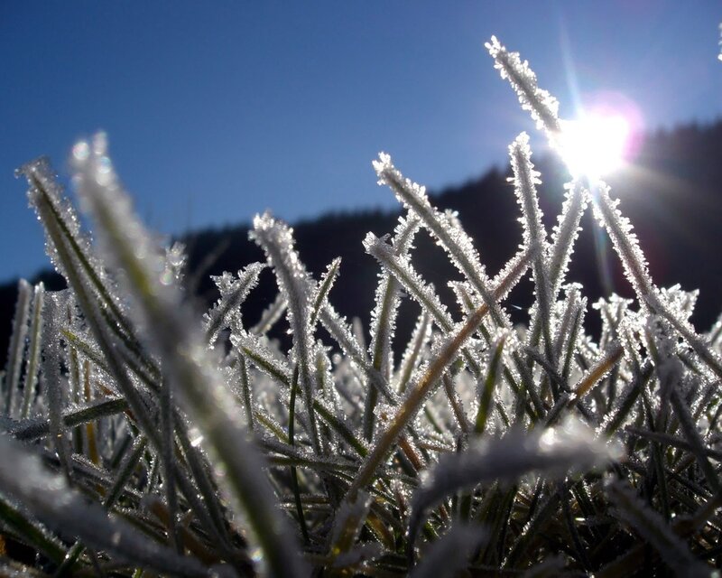 Frost-covered Grass — White, Bright, Morning