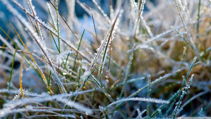 Frost-covered Grass — White, Calm, Morning