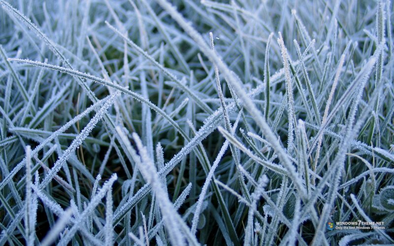 Frost-covered Grass — White, Cold