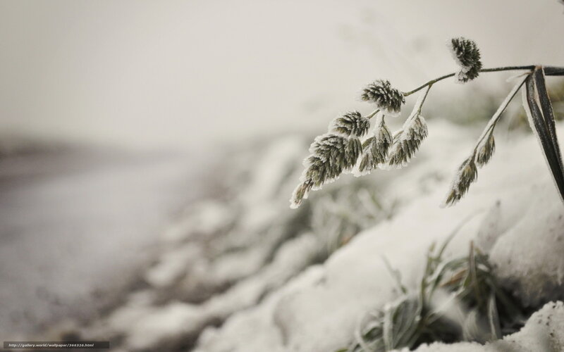 Frost-covered Grass — White, Cold, Winter, Photograph, Snow