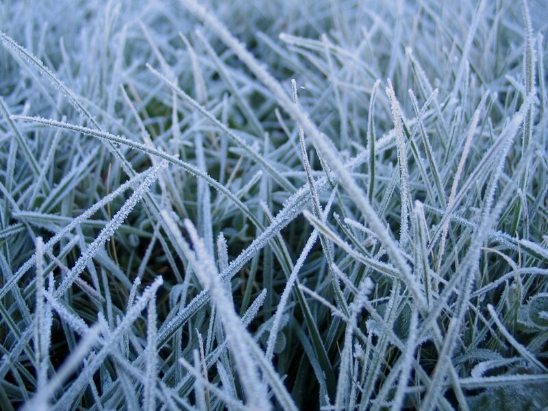 Frost-covered Grass — White, Cold, Winter