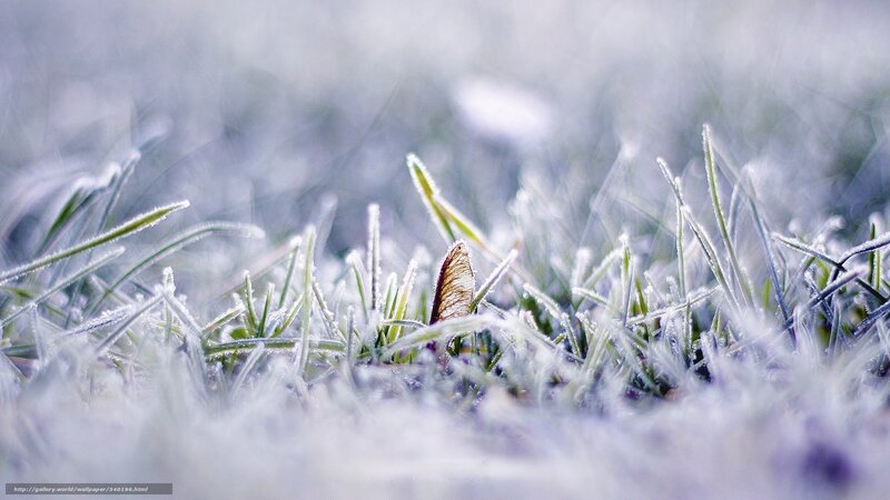 Frost-covered Grass — White, Serene, Morning, Photograph