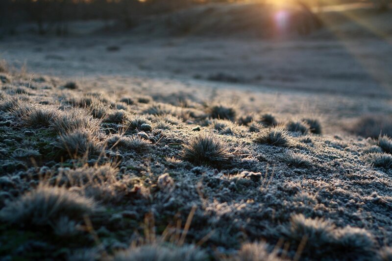Frost-covered Grass — White, Serene, Morning