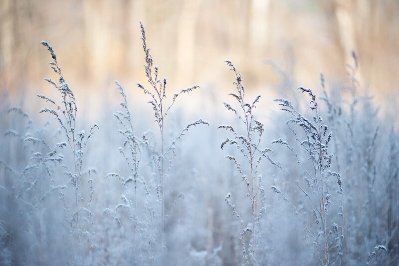 Frost-covered Grass — White, Serene, Winter, Photograph, Frost, Field