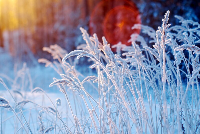 Frost-covered Grass — White, Serene, Winter, Photograph, Snow