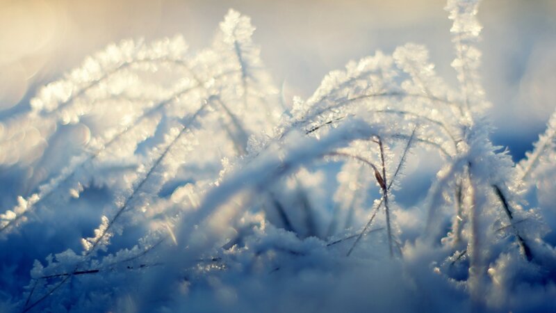 Frost-covered Grass — White, Serene, Winter, Photograph