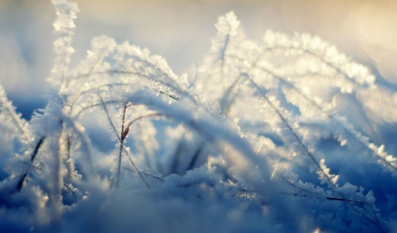 Frost-covered Grass — White, Serene, Winter