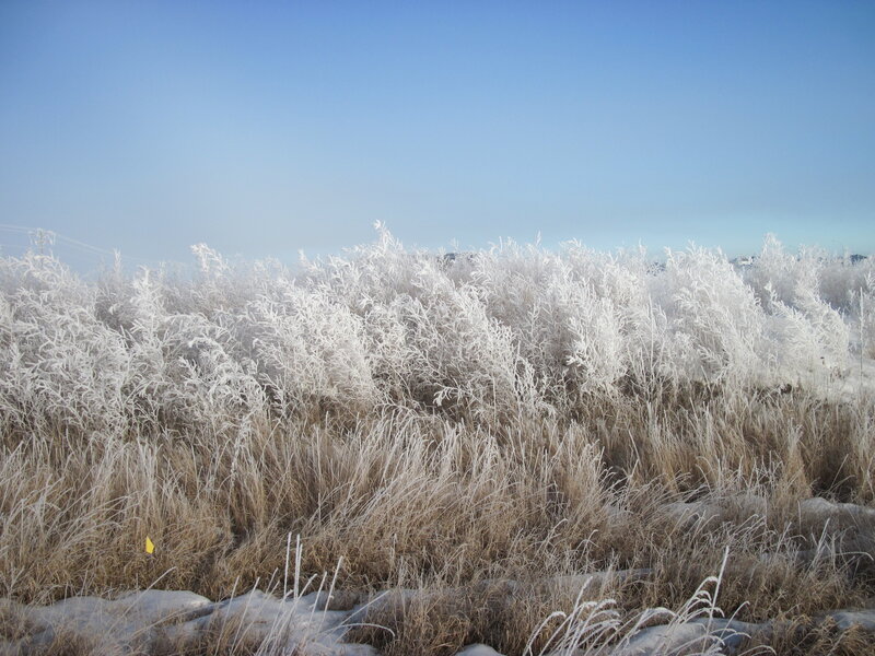 Frost-covered Grass — White