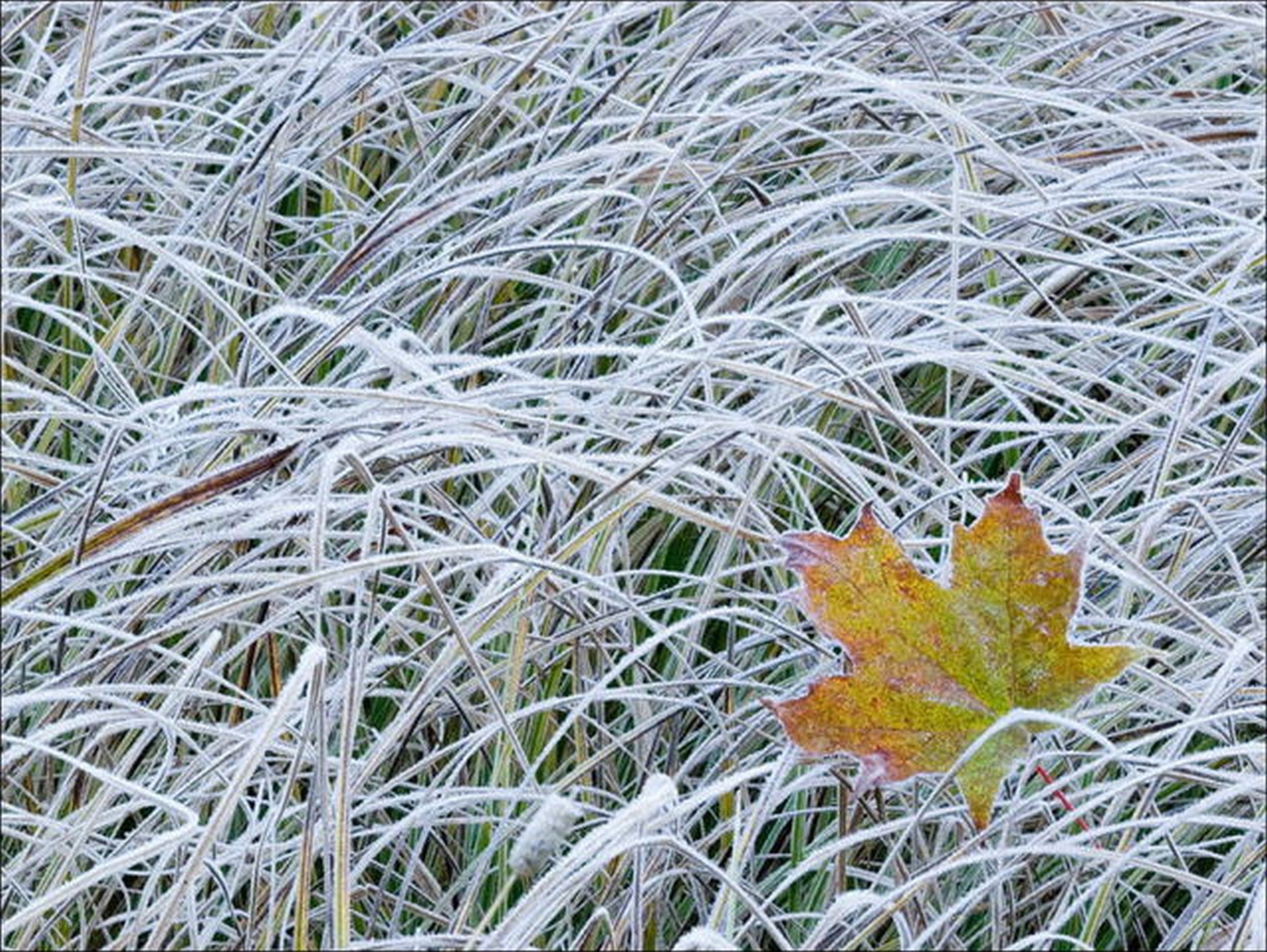 Frost-covered grass with autumn leaf
