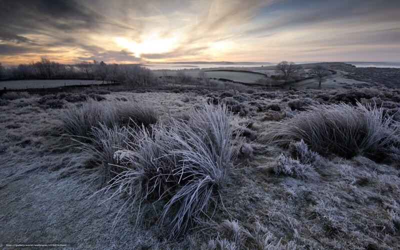 Frost-covered Grasses