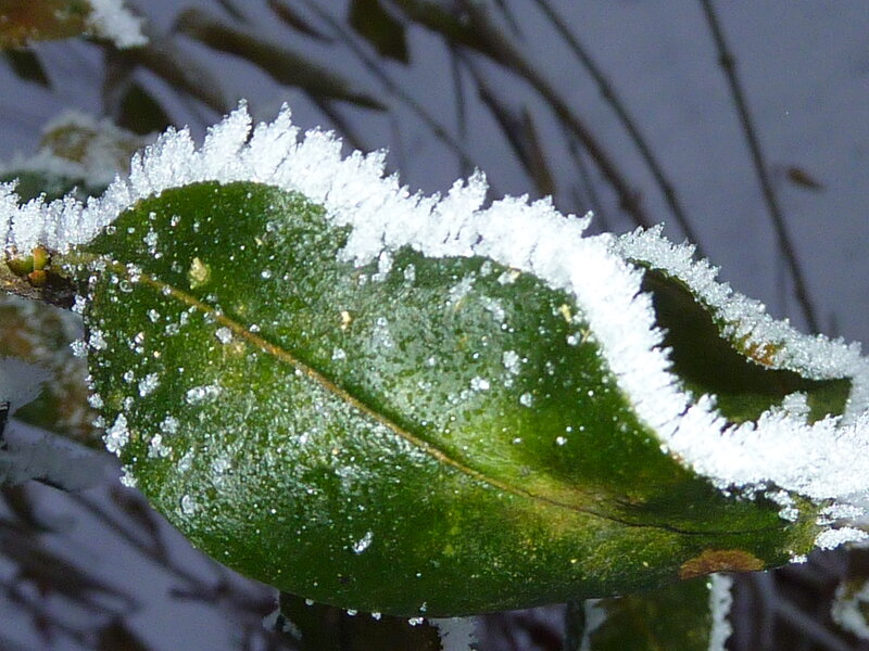 Frost-covered Green Leaf