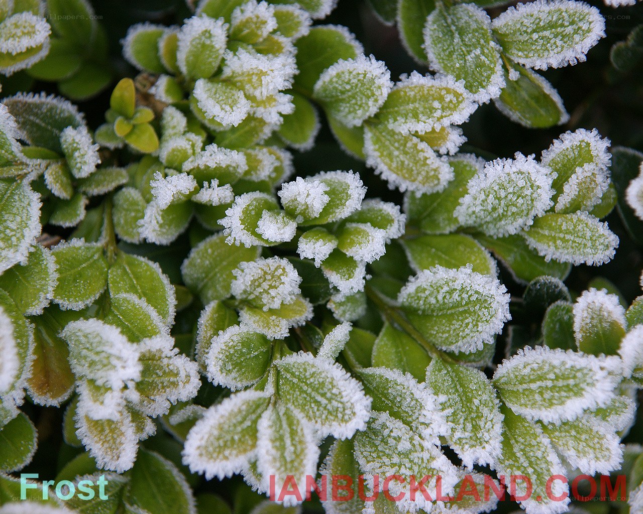 Frost-covered green leaves