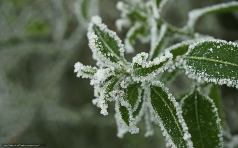 frost-covered green leaves